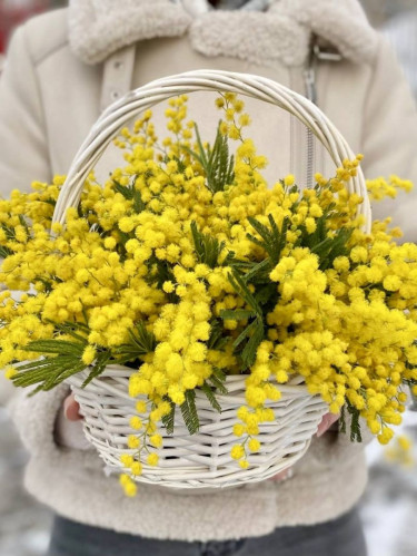 25 Мимозы в Корзине